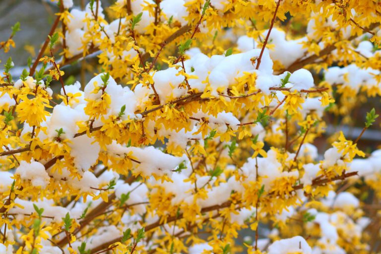 forsythia-7112042_1920